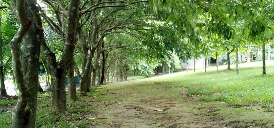 Zinda Park Trees