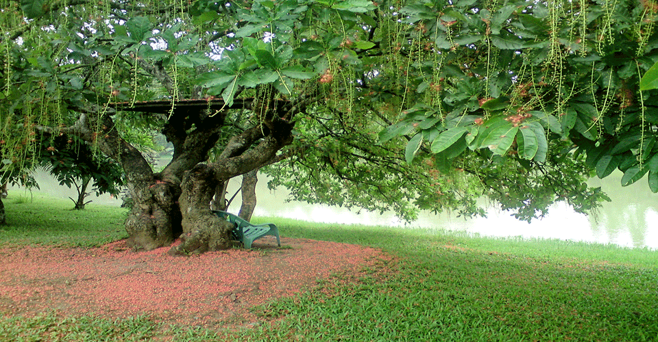 Tree with chair